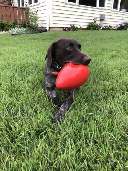 /images/uploads/southeast german shorthaired pointer rescue/segspcalendarcontest2021/entries/21871thumb.jpg